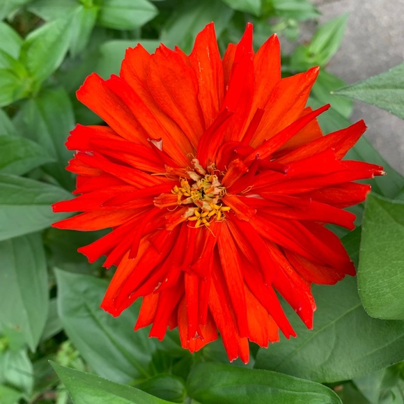 Meet your Posher, Abigail - Picture 1 of 1